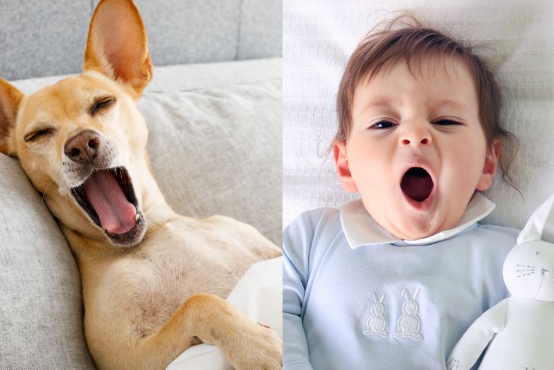 The Science of Yawning