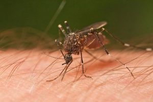 Are you irresistible to mosquitos? Here’s why